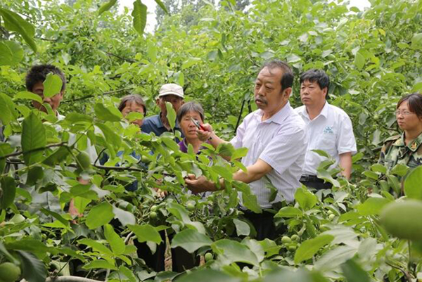 图为李保国在田间为农户解说核桃莳植适用手艺。。